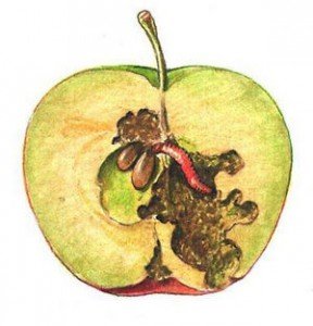 Хвороби та шкідники яблуні і боротьба з ними