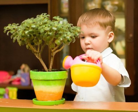 Кімнатні рослини для дитячої кімнати: які краще
