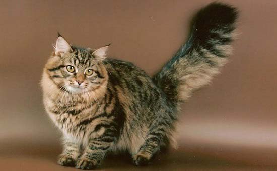 Гіпоалергенні породи кішок. 10 кращих порід для алергетиків – Муркотэ про кішок і котів