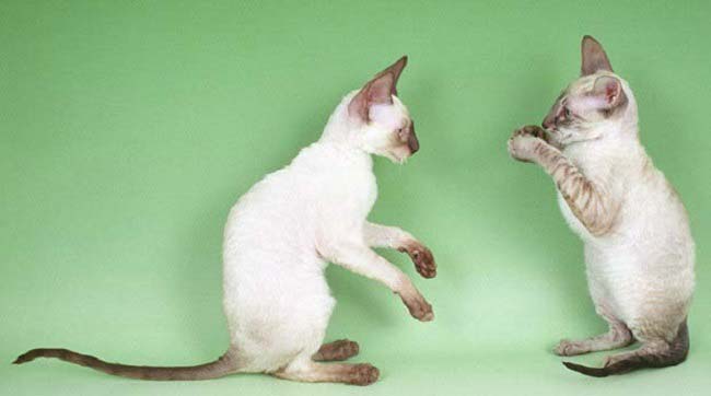Корніш рекс: фото, ціна, опис породи, характер, відео, розплідники – Муркотэ про кішок і котів