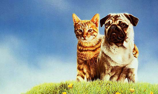 10 причин чому кішки краще собак. Кого завести: кішку або собаку – Муркотэ про кішок і котів