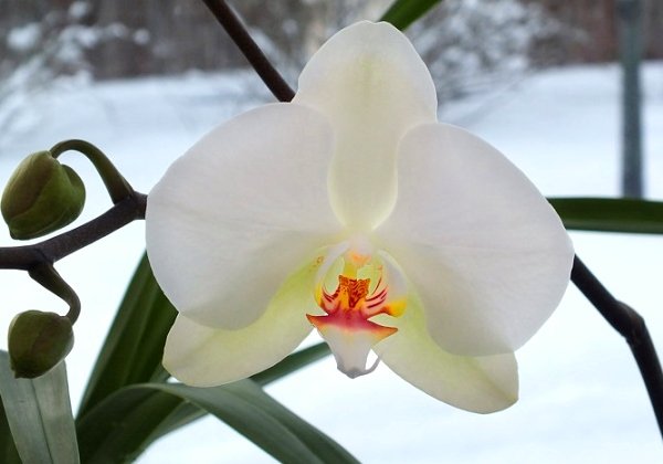 Зимовий догляд за орхідеєю. Як зимою доглядати?