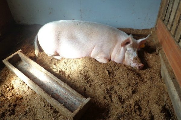 Відповіді фахівця читачам тваринникам: проблеми корів, кролів і свині