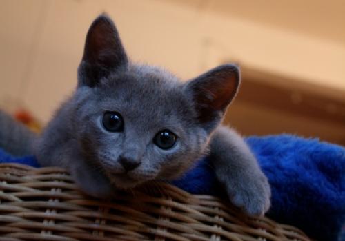 Основні відомості про російської голубої кішки коротко: вага, розміри і опис