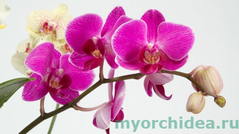 Як змусити орхідею цвісти: способи та фото