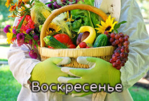 Місячний посадковий день садівника, городника за місячним календарем 19 Лютого 2017