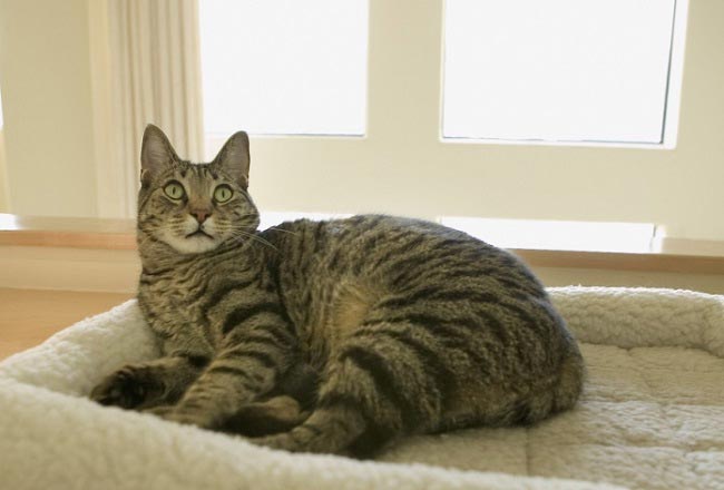 Каліфорнійська сяюча кішка: фото, ціна, опис породи, характер, відео – Муркотэ про кішок і котів