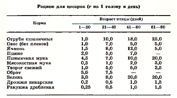 Утримання цесарок, курей і качок: лікування хвороб, годування і догляд (відповіді спеціаліста)