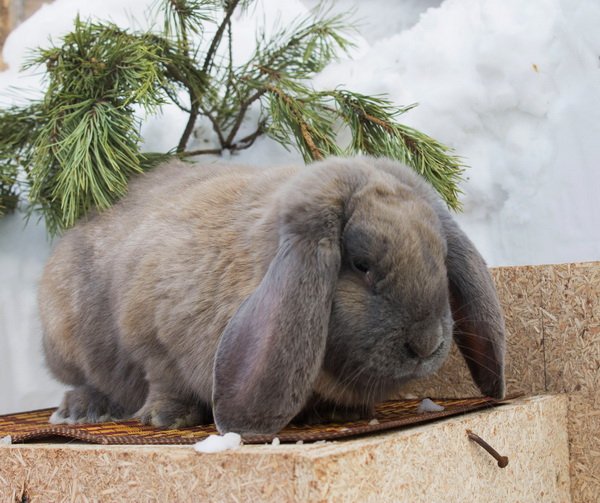 Питання спеціалісту про кроликів: добавка Вухань, хвороба міксоматоз, Ампролиум