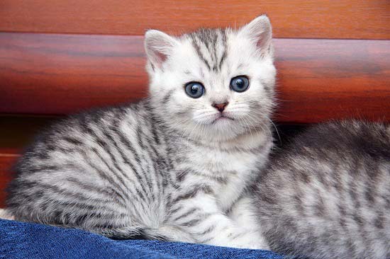 Порода кішки з реклами Віскас: фото, види. Ціна на кота в рекламі Whiskas – Муркотэ про кішок і котів