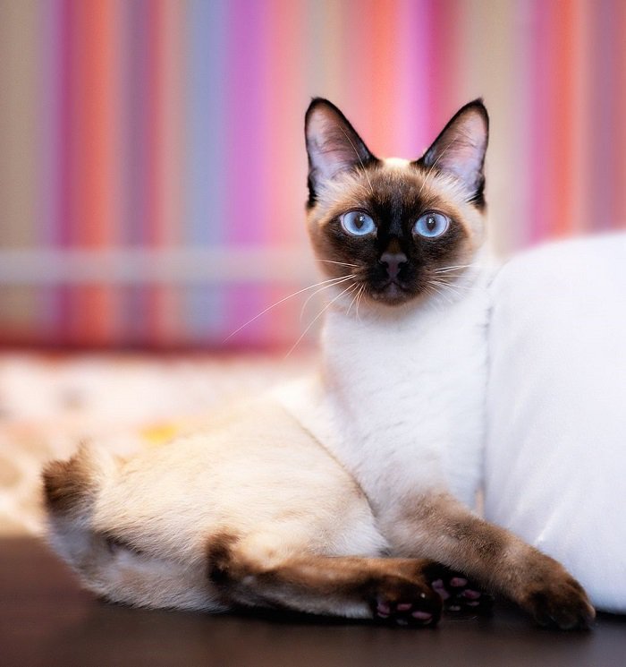 Меконгский бобтейл: фото кішки, ціна, опис породи, характер, відео, розплідники – Муркотэ про кішок і котів