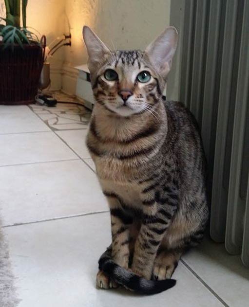 Серенгеті кішка: фото, ціна, опис породи, характер, відео, розплідники – Муркотэ про кішок і котів