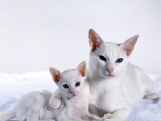 Форін Вайт: фото кішки, ціна, опис породи, характер, відео, розплідники – Муркотэ про кішок і котів