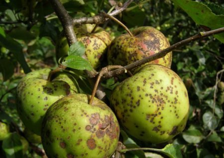 Хвороби яблунь: боротьба з ними, опис, фото
