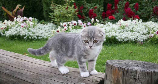 Як назвати шотландське кошеня. Імена (прізвиська) для шотландських висловухих кішок і котів – Муркотэ про кішок і котів
