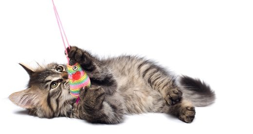 Навіщо потрібні іграшки для кішок і кошенят | Основні види іграшок для котів – Муркотэ про кішок і котів