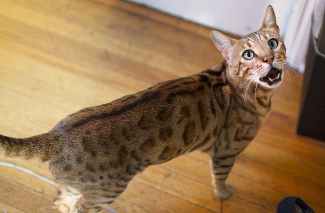 Саванна: фото кішки, ціна, опис породи, характер, відео, розплідники – Муркотэ про кішок і котів