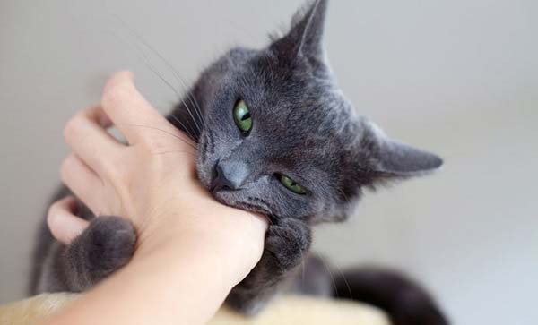 Чому кішки топчуть лапами або 11 цікавих звичок кішок – Муркотэ про кішок і котів
