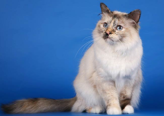 Бірманська кішка (священна бірма): фото, ціни, опис породи, характер, відео, розплідники – Муркотэ про кішок і котів