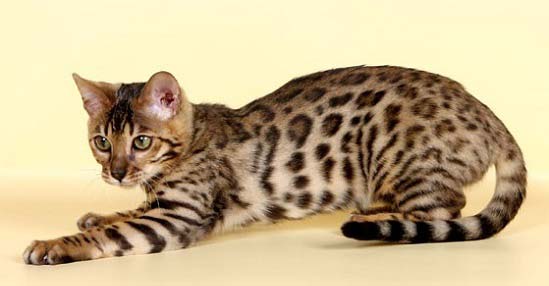 Бенгальська кішка: фото, опис породи, характер, відео, ціна – Муркотэ про кішок і котів