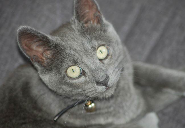 Корат: фото кішки, ціна, опис породи, характер, відео, розплідники – Муркотэ про кішок і котів
