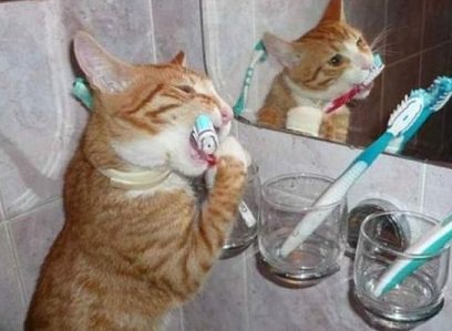 3 ради як чистити зуби кішці. Зміна зубів у кошенят – Муркотэ про кішок і котів
