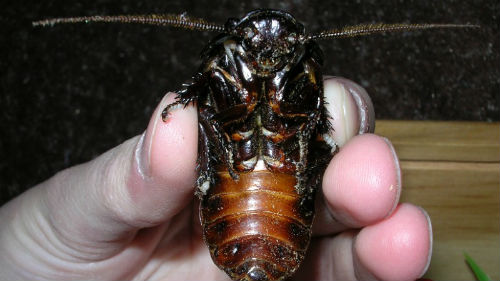 Сонник багато тарганів до чого сниться багато тарганів у сні