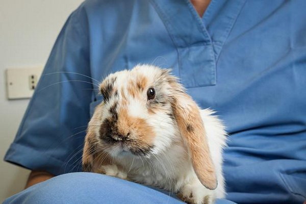 Злучка кроликів і підбір вакцини від пастерельозу: відповідь спеціаліста читачам