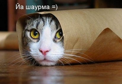 3 міфу про продукти харчування для кішок і кошенят – Муркотэ про кішок і котів