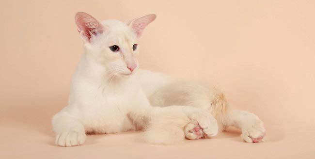 Балінезійська кішка: фото кішки, ціна, опис породи, характер, відео, розплідники – Муркотэ про кішок і котів
