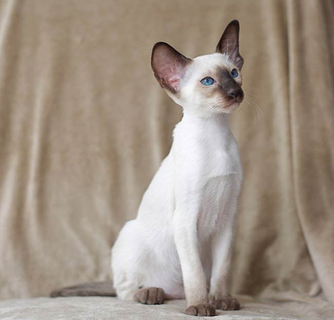 Форін Вайт: фото кішки, ціна, опис породи, характер, відео, розплідники – Муркотэ про кішок і котів