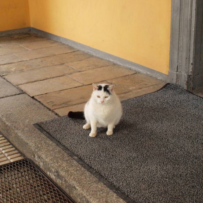Товсті коти і кішки (42 фото і відео) – Муркотэ про кішок і котів