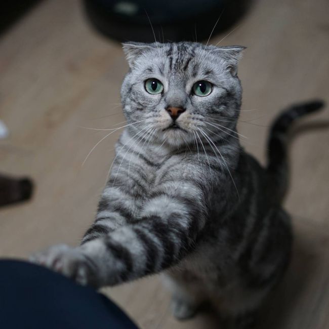 Шотландська висловуха кішка (Скоттиш фолд): фото, ціна, опис породи, характер, відео – Муркотэ про кішок і котів