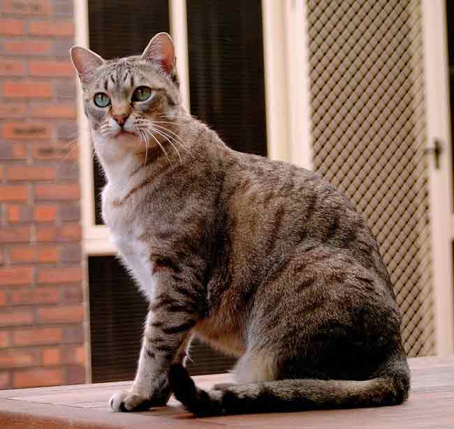 Австралійський міст: фото кішки, ціна, опис породи, характер, відео, розплідники – Муркотэ про кішок і котів