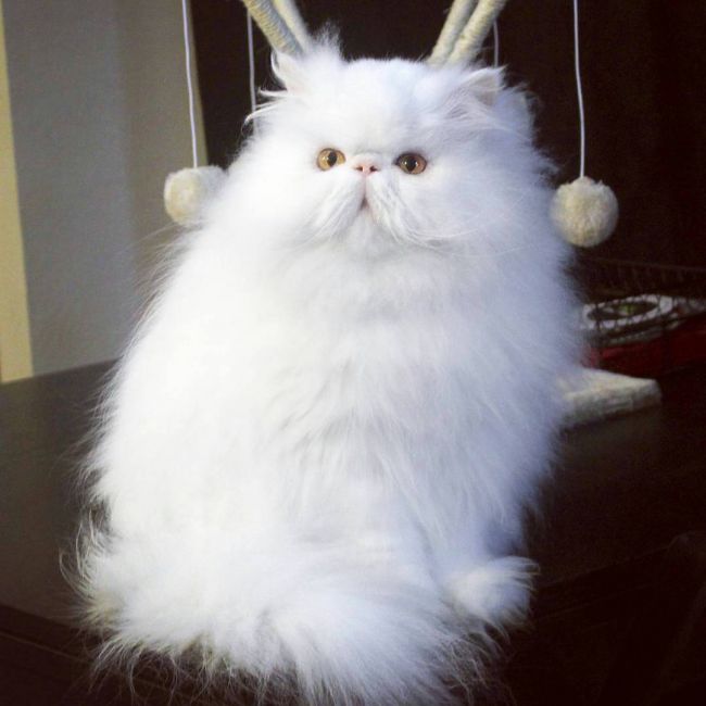 Персидська кішка: фото, опис породи, характер, відео, ціна – Муркотэ про кішок і котів