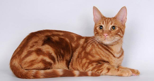 Анатолійська кішка: фото кішки, ціна, опис породи, характер, відео, розплідники – Муркотэ про кішок і котів