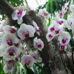На орхідеї липкі крапельки: що робити з проблемою?