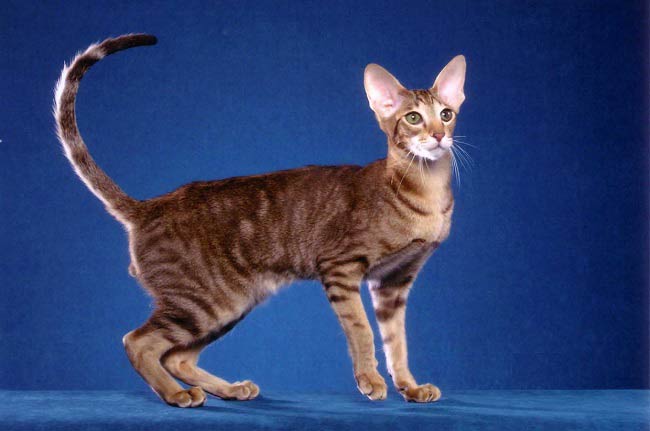 Орієнтальна кішка: фото кішки, ціна, опис породи, характер, відео, розплідники – Муркотэ про кішок і котів