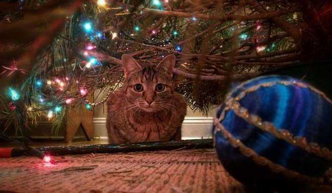 Безпека кішок в новий рік: 10 простих правил – Муркотэ про кішок і котів
