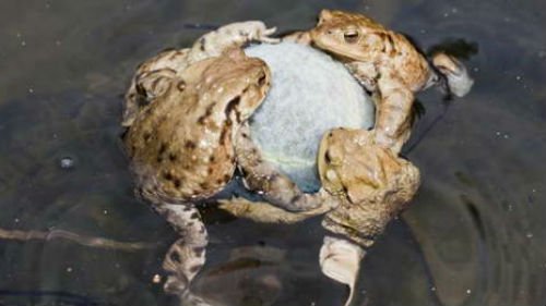 Сонник багато жаб уві сні до чого сниться багато жаб