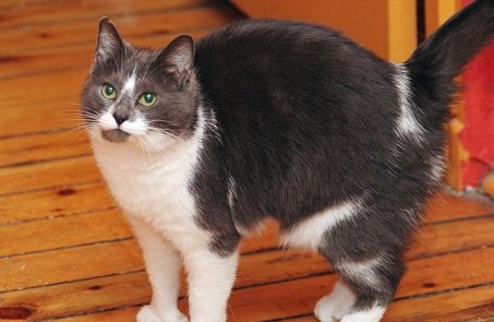 Годування літній кішки (кота) – Муркотэ про кішок і котів
