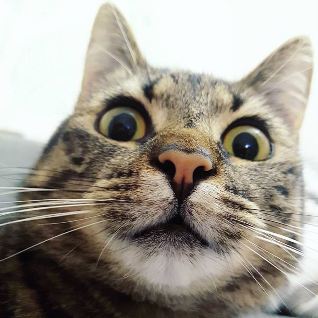 Смішні кішки й коти: 32 фото і 5 відео до сліз – Муркотэ про кішок і котів