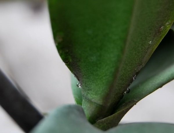 На орхідеї липкі крапельки: що робити з проблемою?