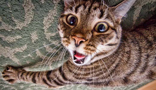 Цукровий діабет у кішок: симптоми та лікування – Муркотэ про кішок і котів