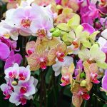 Комашки в орхідеї: як боротися з шкідниками