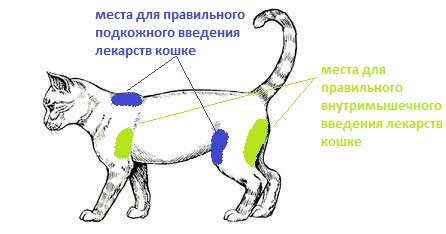 Як зробити укол кішці в холку, підшкірно, внутрішньомязово, у стегно: фото, відео – Муркотэ про кішок і котів