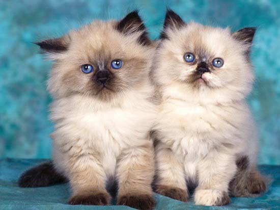 Довгошерсті кішки: список порід з фото, догляд за шерстю – Муркотэ про кішок і котів