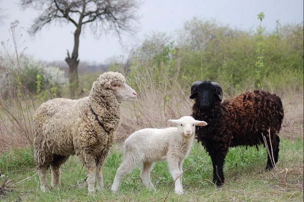 Відповідь спеціаліста про проблеми здоровя овець і ради з підбору флісовій породи