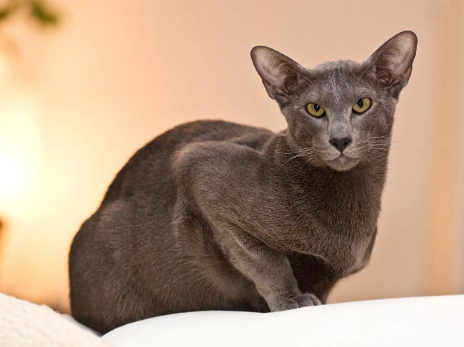 Короткошерсті кішки: список порід з фото, догляд за шерстю – Муркотэ про кішок і котів