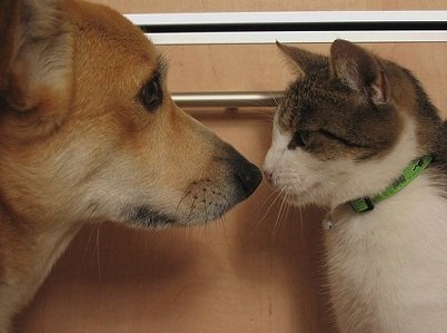 Кішка і собака в одному будинку: Хто кого? – Муркотэ про кішок і котів